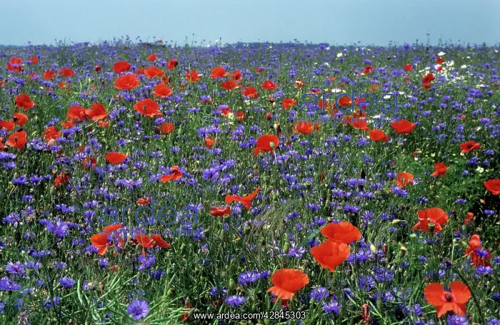 : Cornflower field with Common Poppies : Cornflower field with Common Poppies