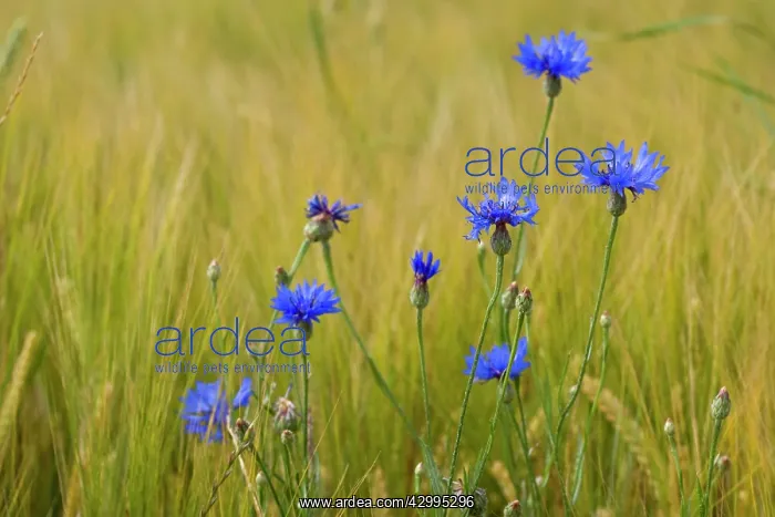 : Cornflower / Hurtsickle - blooming cornflowers : Cornflower / Hurtsickle - blooming cornflowers