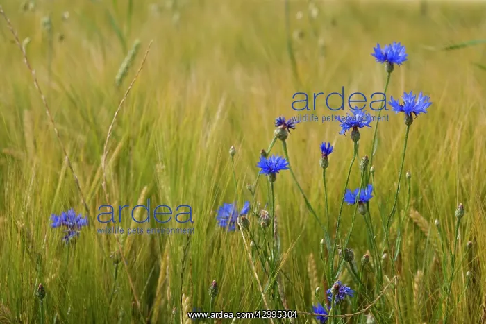 : Cornflower / Hurtsickle - blooming cornflowers : Cornflower / Hurtsickle - blooming cornflowers
