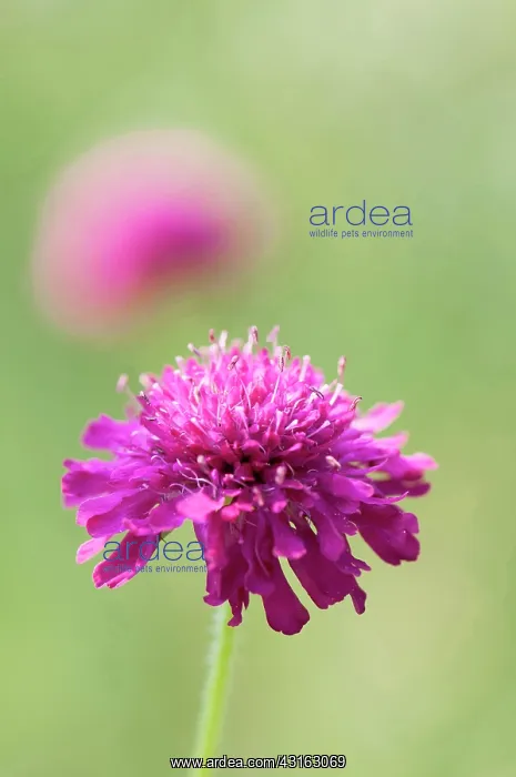 : Cornflower, Perennial cornflower, Knautia macedonica : Cornflower, Perennial cornflower, Knautia macedonica