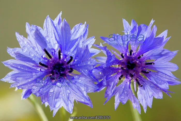 : Cornflower - a rare cornfield weed in the UK : Cornflower - a rare cornfield weed in the UK