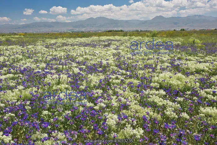 : Cornflower in uncultivated field with other flowers : Cornflower in uncultivated field with other flowers