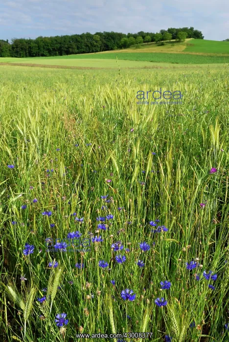  : Cornflower Wildflower strip Fallow land