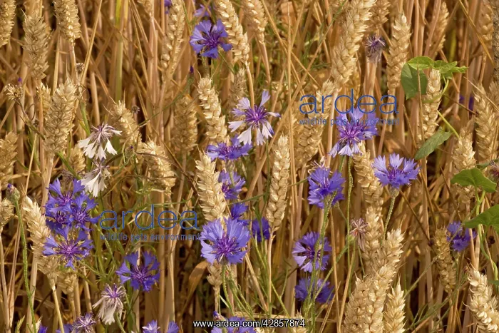: Cornflowers in cornfield : Cornflowers in cornfield