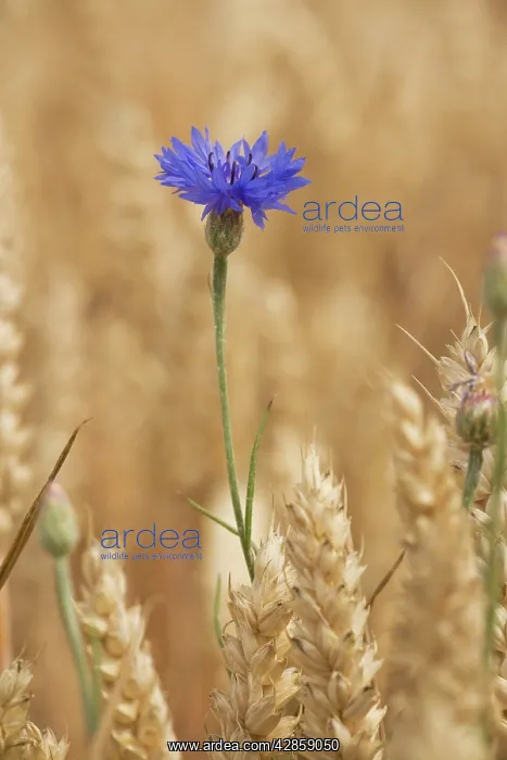 : Cornflowers in cornfield : Cornflowers in cornfield