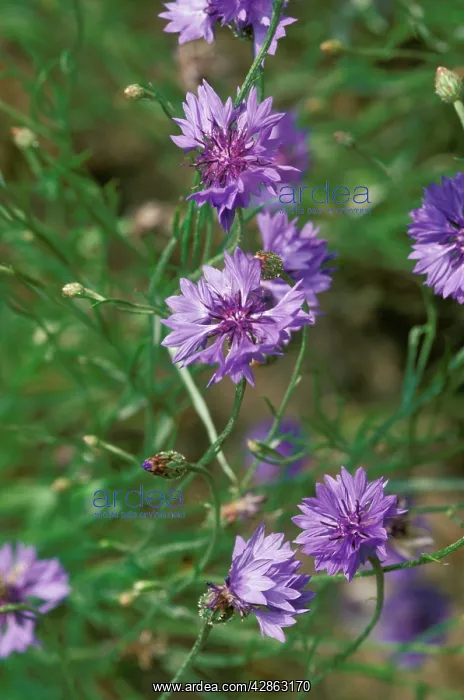 : CORNFLOWERS - cornfield weed : CORNFLOWERS - cornfield weed