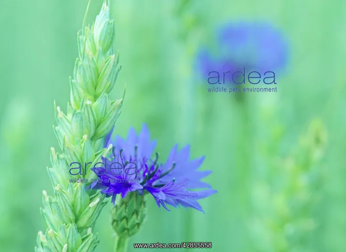: Cornflowers - growing amidst wheat field : Cornflowers - growing amidst wheat field