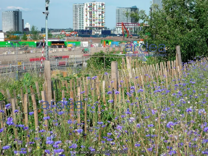 : Cornflowers - growing in derelict urban space near : Cornflowers - growing in derelict urban space near