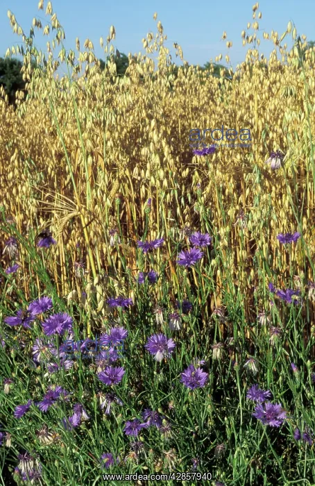 : CORNFLOWERS - in oats : CORNFLOWERS - in oats
