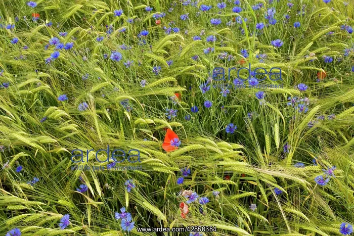 : Cornflowers and Poppies (Papaver rhoeas) - in a : Cornflowers and Poppies (Papaver rhoeas) - in a