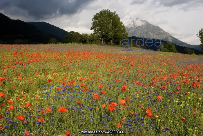 : Cornflowers and Poppies (Papaver rhoeas) in a mountain : Cornflowers and Poppies (Papaver rhoeas) in a mountain