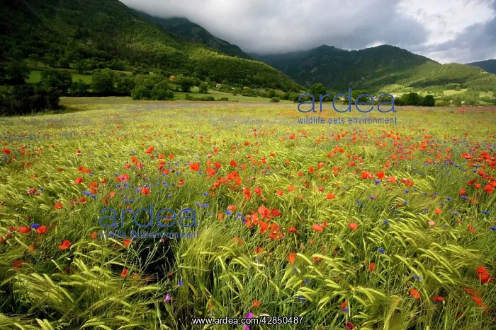 : Cornflowers and Poppies (Papaver rhoeas) in a mountain : Cornflowers and Poppies (Papaver rhoeas) in a mountain