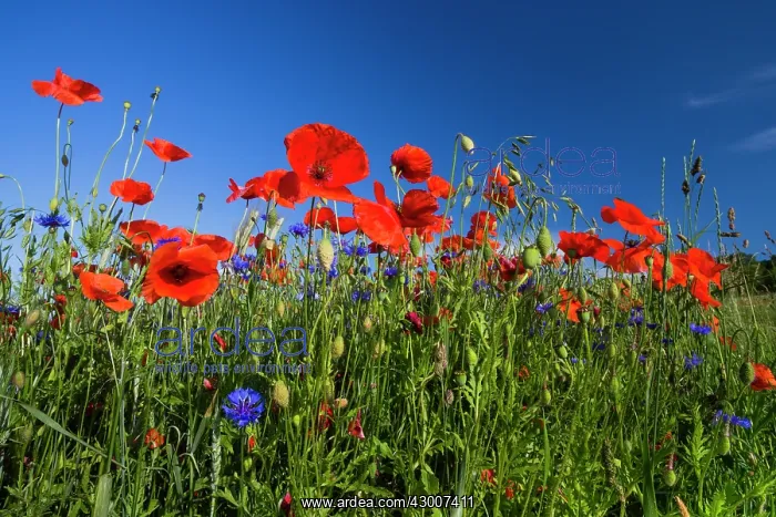 : Cornflowers and Poppies, (Papaver rhoeas) in a wheat : Cornflowers and Poppies, (Papaver rhoeas) in a wheat