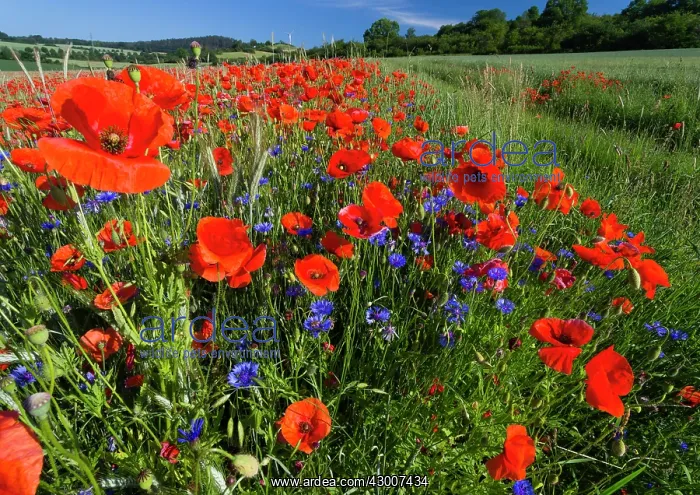 : Cornflowers and Poppies, (Papaver rhoeas) in a wheat : Cornflowers and Poppies, (Papaver rhoeas) in a wheat