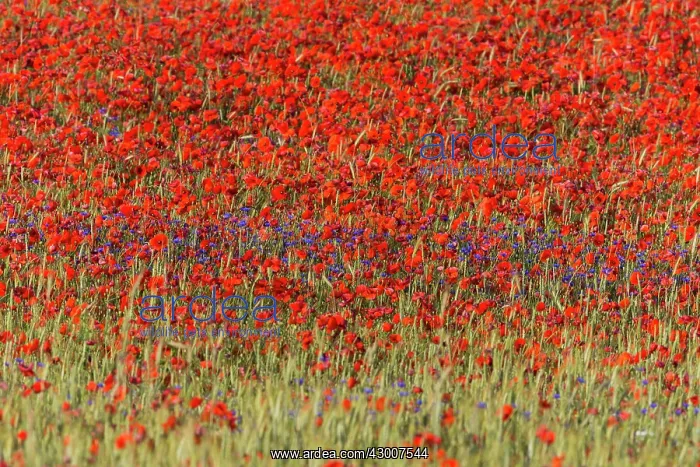 : Cornflowers and Poppies, (Papaver rhoeas) in a wheat : Cornflowers and Poppies, (Papaver rhoeas) in a wheat