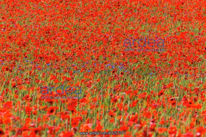 : Cornflowers and Poppies, (Papaver rhoeas) in a wheat : Cornflowers and Poppies, (Papaver rhoeas) in a wheat