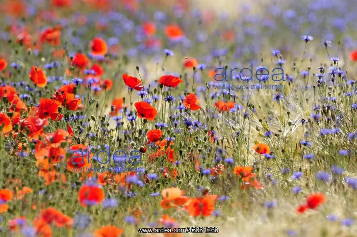 : Cornflowers and Poppies in a wheat field Bourgogne : Cornflowers and Poppies in a wheat field Bourgogne