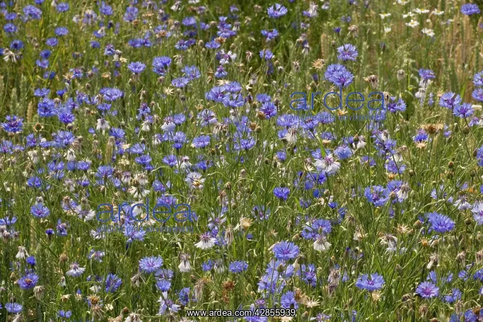 : Cornflowers - as a weed in a cornfield : Cornflowers - as a weed in a cornfield