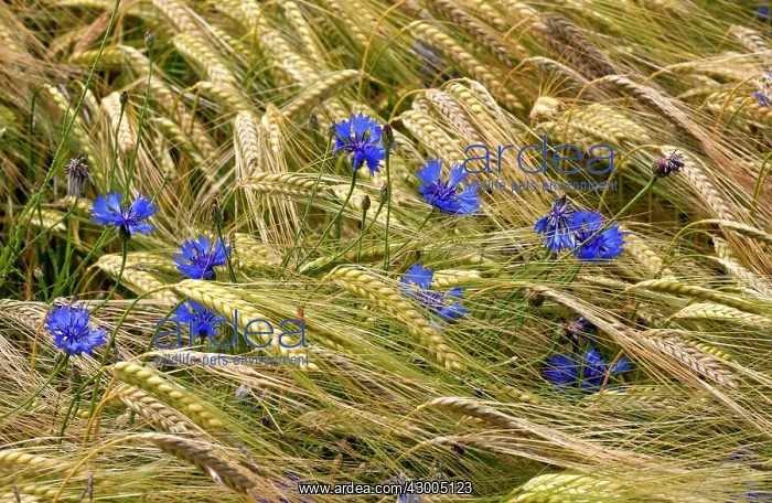 : Cornflowers - in wheat field : Cornflowers - in wheat field