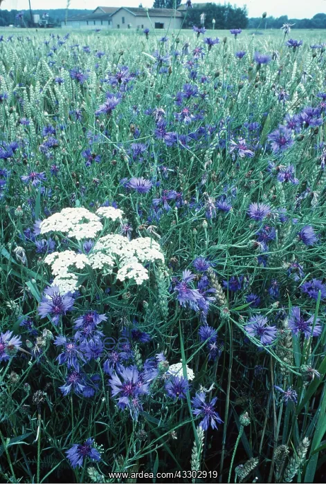 : CORNFLOWERS & YARROW : CORNFLOWERS & YARROW