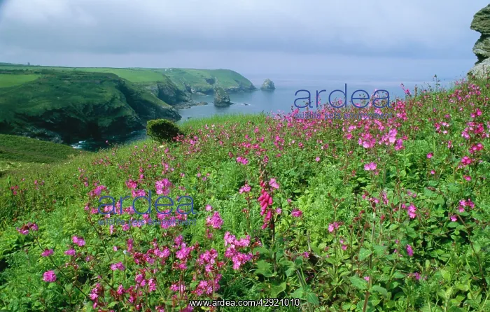 : Cornish Coastal Path : Cornish Coastal Path