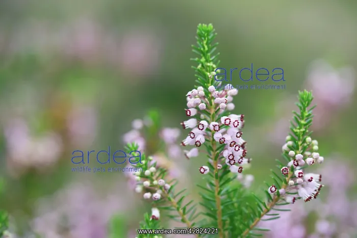  : Cornish Heath