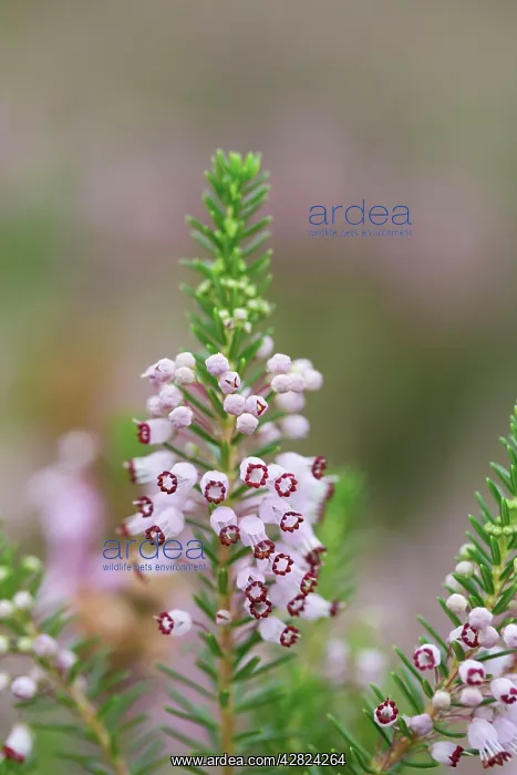 : Cornish Heath : Cornish Heath