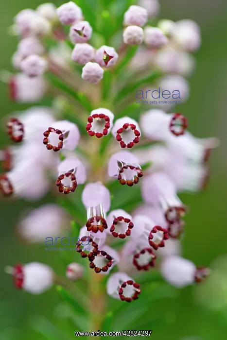 : Cornish Heath : Cornish Heath