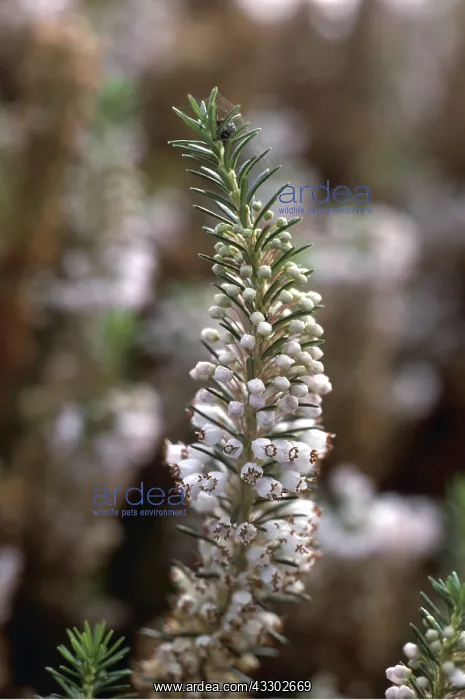 : CORNISH HEATH - close-up : CORNISH HEATH - close-up