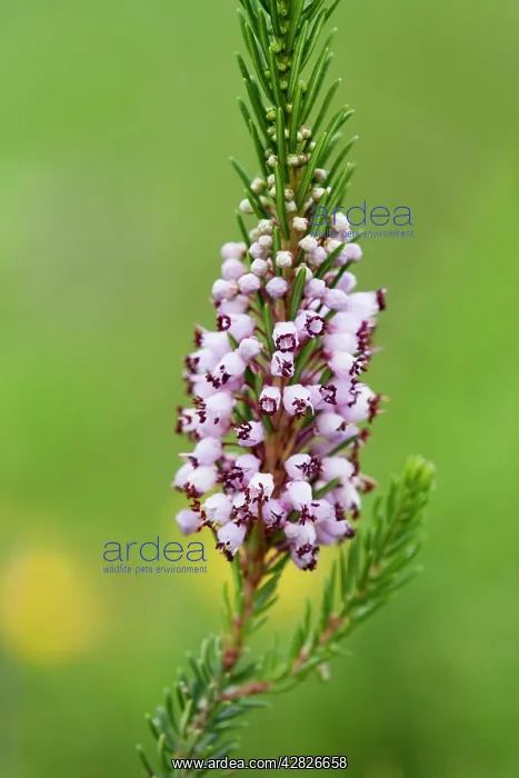 : Cornish Heath - Lizard : Cornish Heath - Lizard
