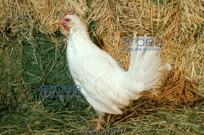 : Cornish Hen : Cornish Hen