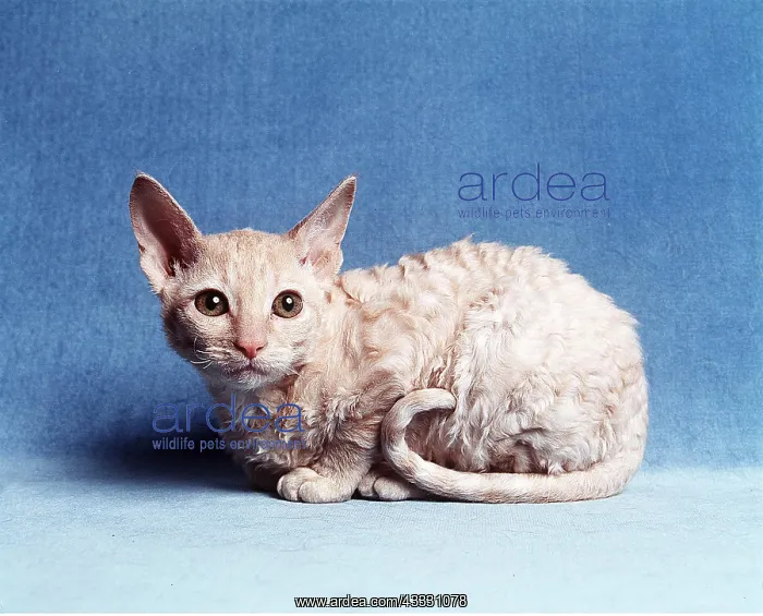  : Cornish Rex CAT - side view