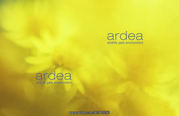 : Cornmarigold : Cornmarigold