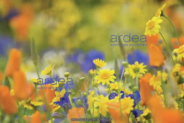 : Cornmarigold : Cornmarigold