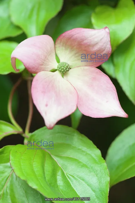 : Cornus kousa Rosea, Dogwood Pink flowering dogwood, Pink : Cornus kousa Rosea, Dogwood Pink flowering dogwood, Pink