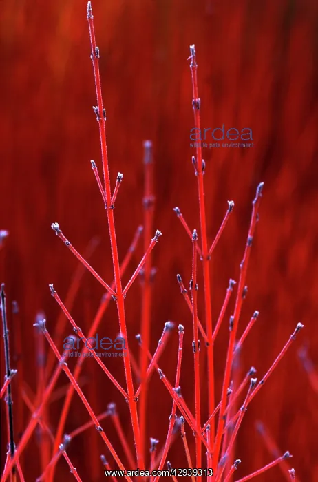 : Cornus Winter Beauty / Common Dogwood : Cornus Winter Beauty / Common Dogwood