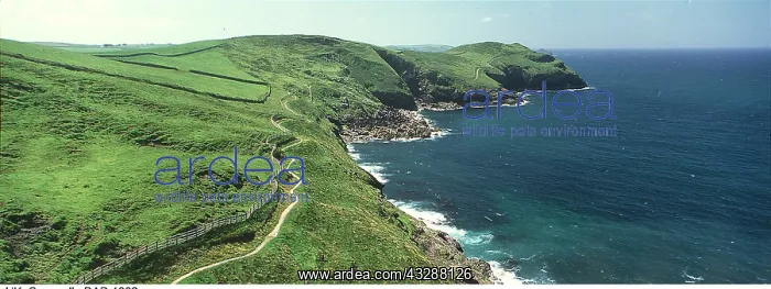 : CORNWALL - Coastal path between Port Isaac and Port Quinn : CORNWALL - Coastal path between Port Isaac and Port Quinn
