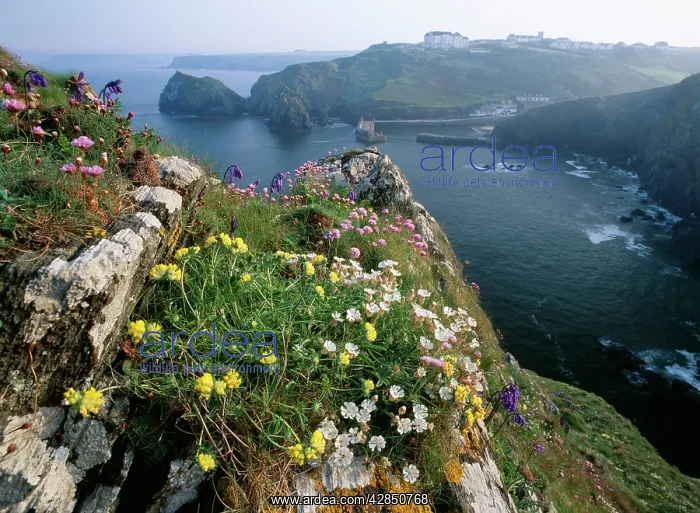 : CORNWALL - flowers Red Campion and Kidney Vetch : CORNWALL - flowers Red Campion and Kidney Vetch