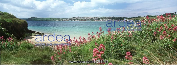 : CORNWALL - North coastal path at Padstow Bay. Red : CORNWALL - North coastal path at Padstow Bay. Red