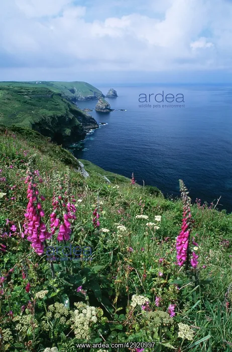 : Cornwall - Rad Campion & Foxgloves flowers on the : Cornwall - Rad Campion & Foxgloves flowers on the