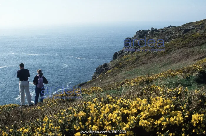 : CORNWALL - walkers on cliff : CORNWALL - walkers on cliff