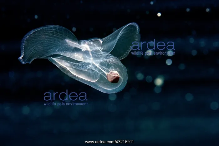 : Corolla espectabilis, Opisthobranch. Zooplankton : Corolla espectabilis, Opisthobranch. Zooplankton