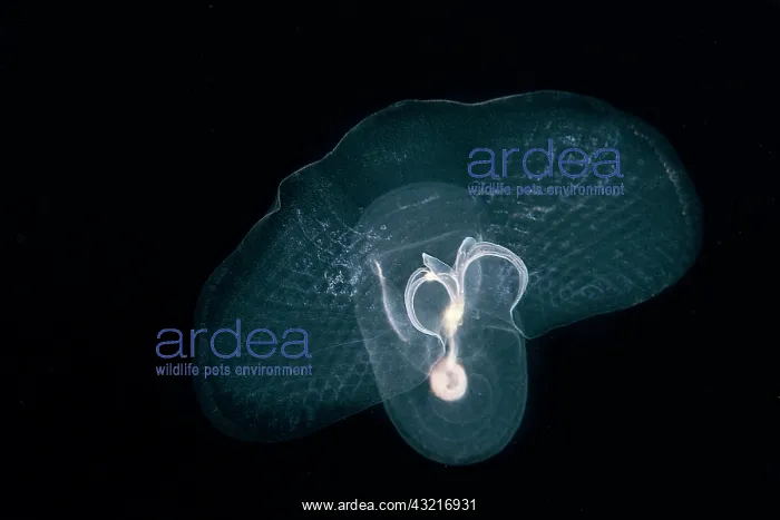 : Corolla espectabilis, Opisthobranch. Zooplankton : Corolla espectabilis, Opisthobranch. Zooplankton