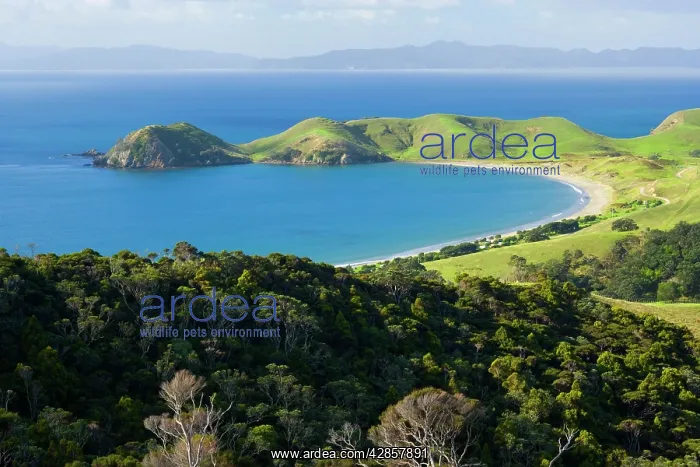 : Coromandel Coastline - bay of Port Jackson surrounded : Coromandel Coastline - bay of Port Jackson surrounded