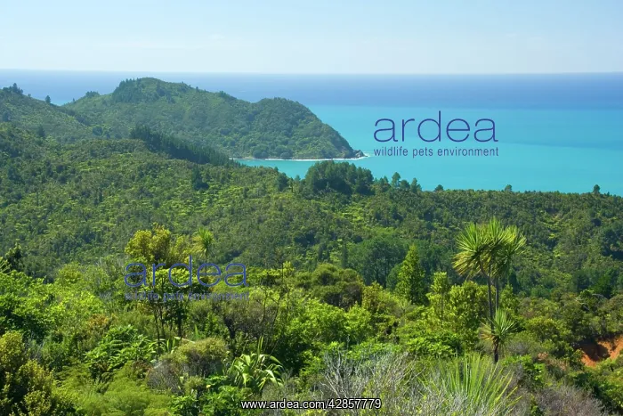 : Coromandel Coastline - dense coastal bush vegetation : Coromandel Coastline - dense coastal bush vegetation