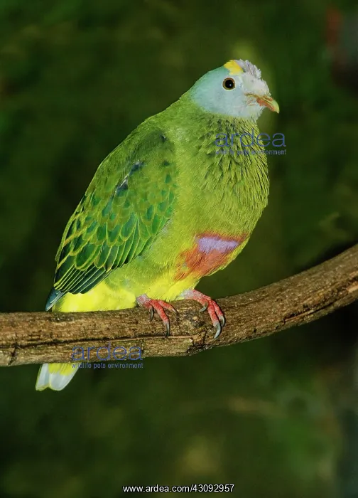 : Coronated Fruit Dove : Coronated Fruit Dove