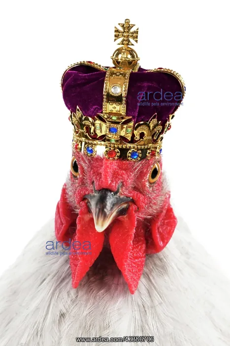 : Coronation Chicken - Peking bantam (head shot) w : Coronation Chicken - Peking bantam (head shot) w