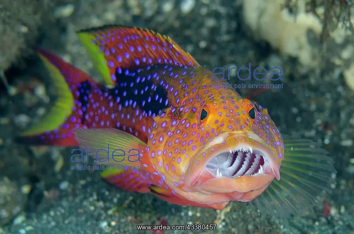 : Coronation Grouper : Coronation Grouper