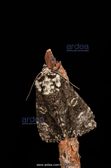 : The coronet (Craniophora ligustri) resting on dry : The coronet (Craniophora ligustri) resting on dry