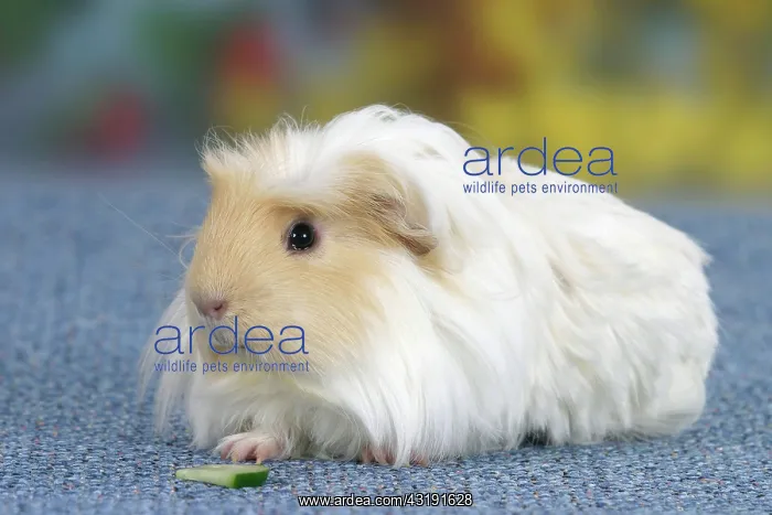 : Coronet Guinea Pig, cream-white : Coronet Guinea Pig, cream-white